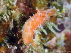 Plocamopherus maderae