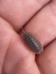Porcellio dilatatus