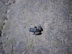 Craugastor berkenbuschii