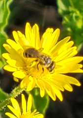 Halictus ligatus