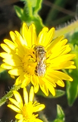 Halictus ligatus