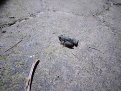 Craugastor berkenbuschii