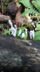 Xylaria