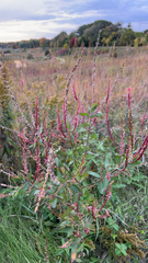 Oenothera curtiflora