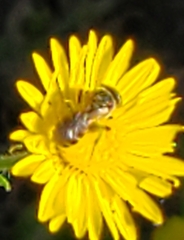 Halictus ligatus