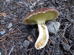 Suillus ampliporus