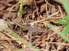 Podarcis virescens