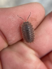 Porcellio dilatatus