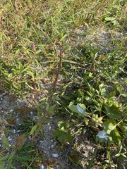 Amaranthus tuberculatus