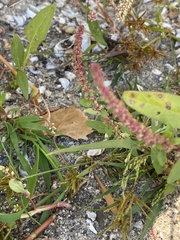 Amaranthus tuberculatus