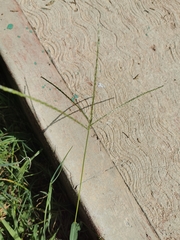 Digitaria ternata