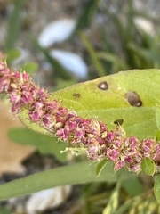 Amaranthus tuberculatus