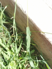 Digitaria ternata