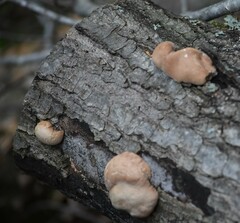 Trichoderma peltatum