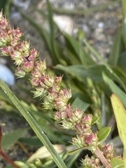 Amaranthus tuberculatus