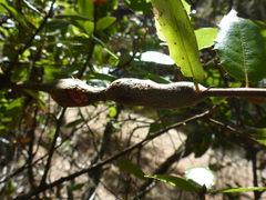 Protobalandricus spectabilis