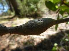 Protobalandricus spectabilis