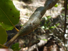 Protobalandricus spectabilis