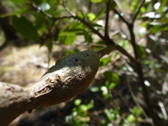 Protobalandricus spectabilis