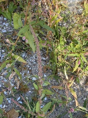 Amaranthus tuberculatus