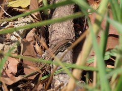 Podarcis virescens