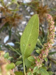 Amaranthus tuberculatus