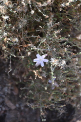 Stephanomeria exigua