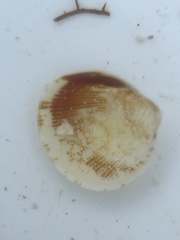 Laevicardium mortoni