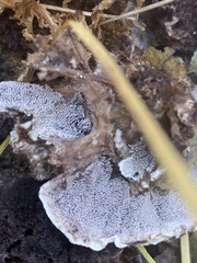 Phellodon niger