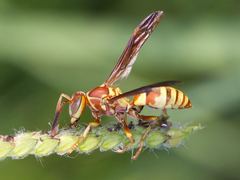 Polistes dorsalis neotropicus