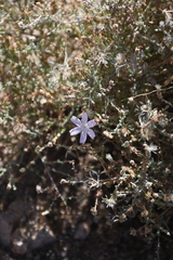 Stephanomeria exigua