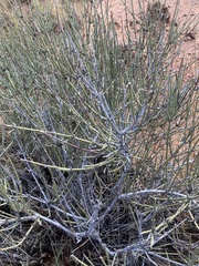 Ephedra torreyana