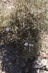 Stephanomeria exigua