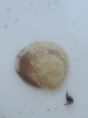 Laevicardium mortoni