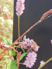 Persicaria bicornis