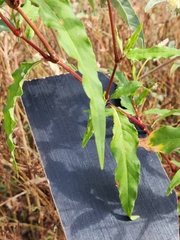 Persicaria bicornis