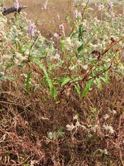 Persicaria bicornis