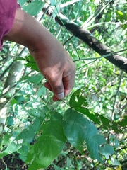 Pithecellobium lanceolatum