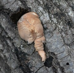 Trichoderma peltatum