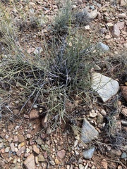 Ephedra torreyana