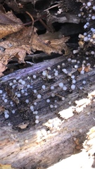 Helicogloea compressa