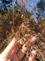 Sambucus cerulea