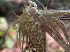 Akanthomyces tuberculatus