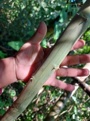 Pithecellobium lanceolatum