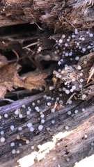 Helicogloea compressa