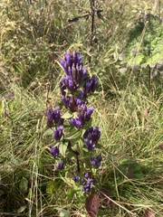 Gentianella quinquefolia