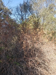 Sambucus cerulea