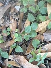 Clinopodium douglasii