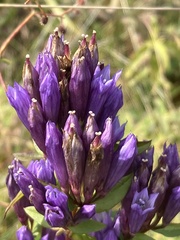 Gentianella quinquefolia