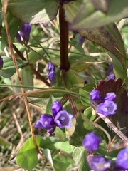 Gentianella quinquefolia